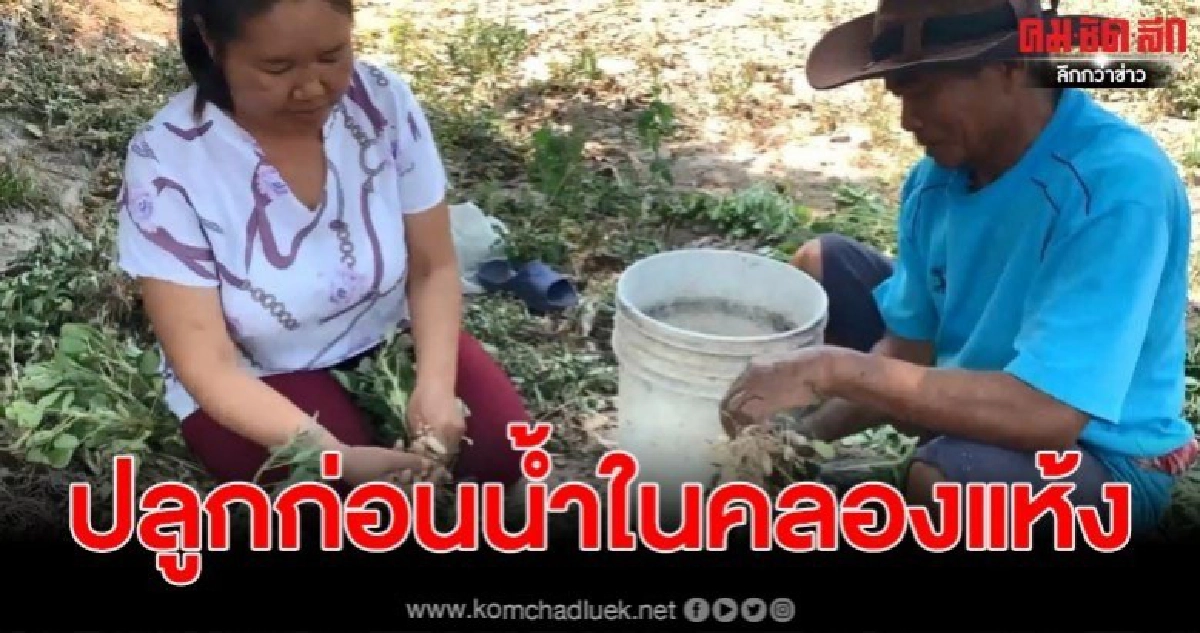 ปลูกถั่วลิสงหลังนา ก่อนน้ำในคลองแห้งขอด