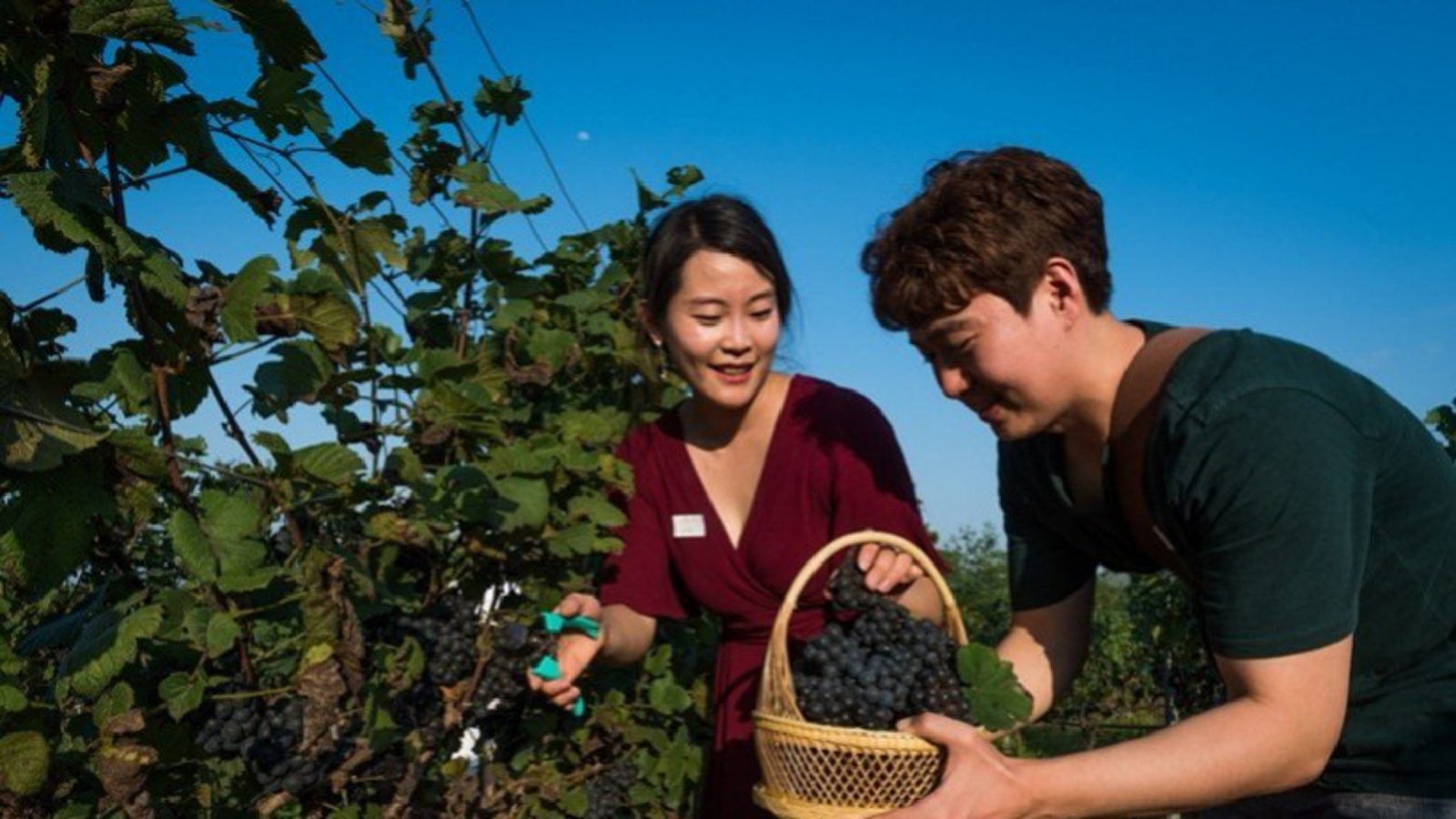 เที่ยวไร่องุ่น ชมวิถีการผลิตไวน์