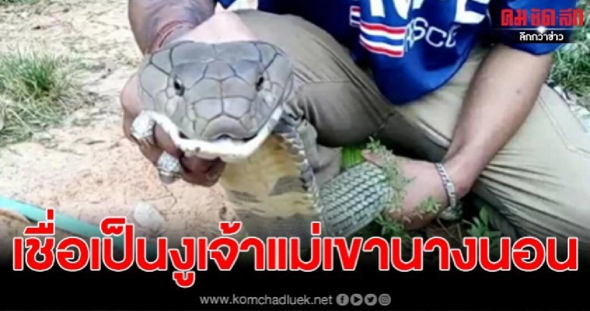 จงอาง 5 เมตรซุกตู้เสื้อผ้า เชื่อเป็นงูเจ้าแม่นางนอนมาให้โชค จงอาง 5 เมตรซุกตู้เสื้อผ้า เชื่อเป็นงูเจ้าแม่นางนอนมาให้โชค