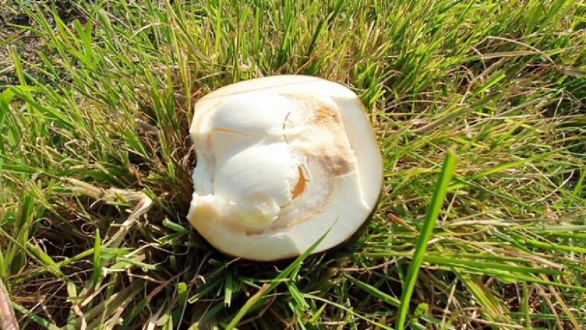 หนุ่มใหญ่ชาวโคราช เก็บลูกตาลปาดขายกำไรงาม