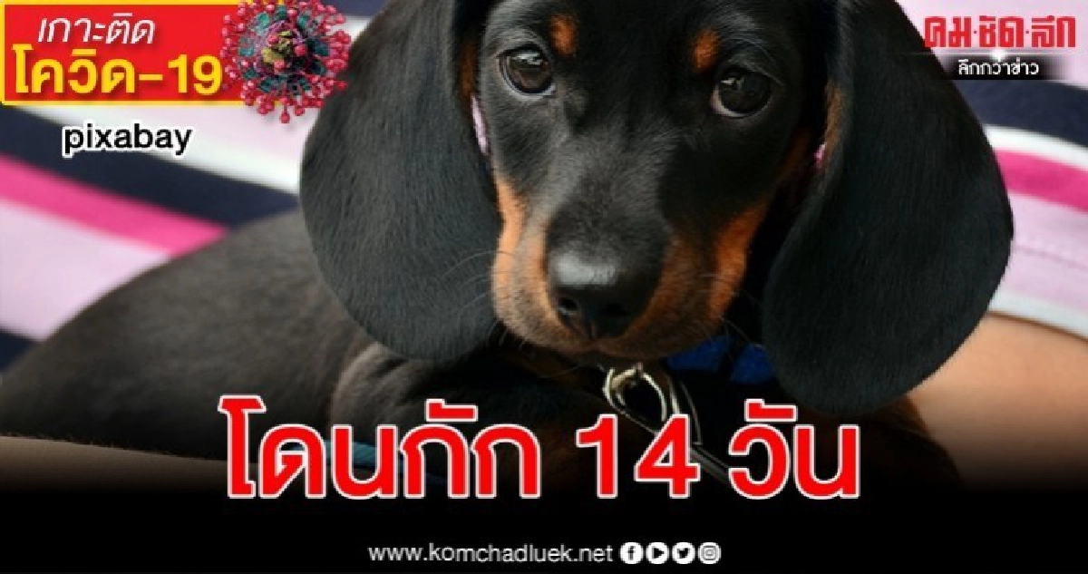 ชี้ไม่ควรตระหนกไปไกลหลังผลตรวจไวรัสสุนัขฮ่องกงเป็นบวกอ่อนๆ ชี้ไม่ควรตระหนกไปไกลหลังผลตรวจไวรัสสุนัขฮ่องกงเป็นบวกอ่อนๆ