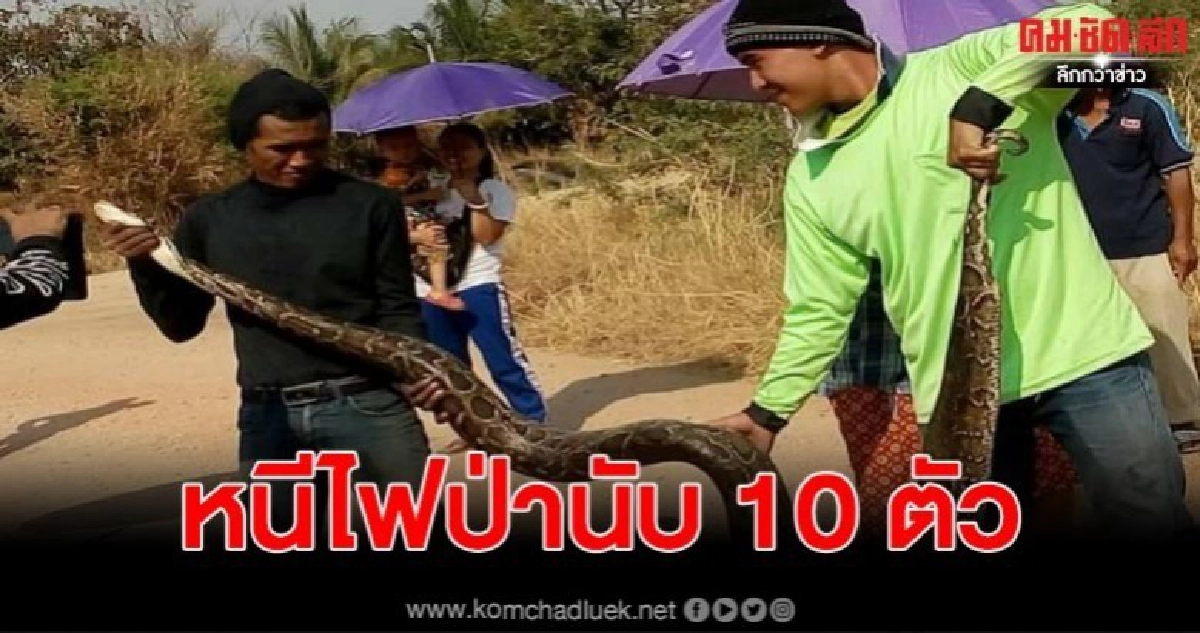 พบงูเหลือมขนาดใหญ่ หนีไฟไหม้มาหลบในท่อน้ำริมลำห้วยกว่า10ตัว พบงูเหลือมขนาดใหญ่ หนีไฟไหม้มาหลบในท่อน้ำริมลำห้วยกว่า10ตัว