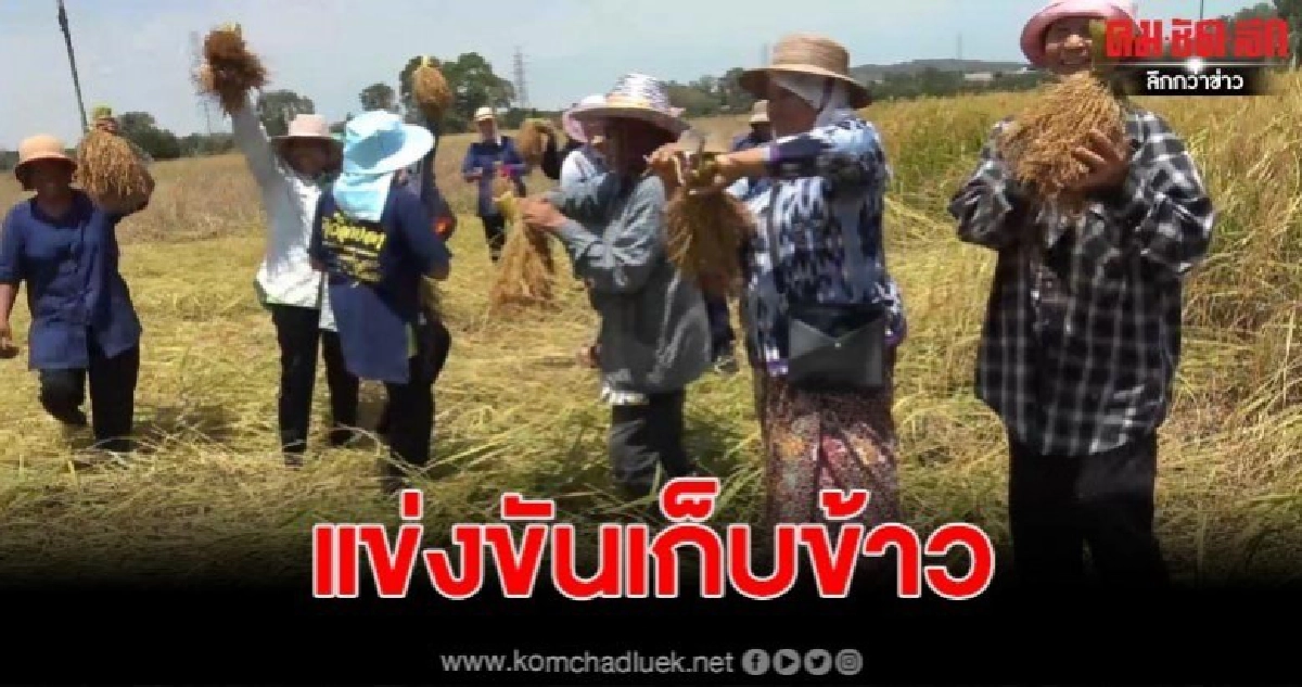 แข่งขันเก็บข้าวโดยใช้แกะ งานอนุรักษ์พันธ์ข้าวพื้นเมือง