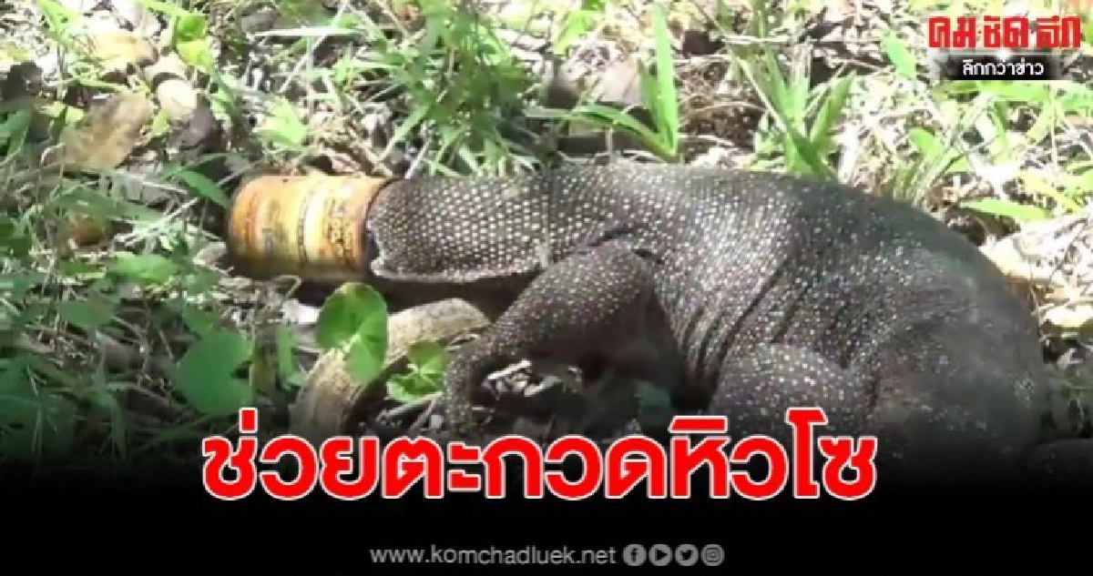 ตะกวดหิวโซ มุดกระป๋องหาอาหาร หัวติด ชาวบ้านเร่งช่วย