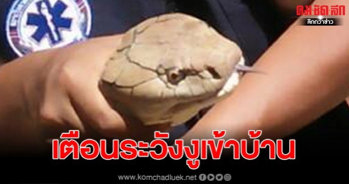 จงอางยักษ์(บองหลา) บุกเข้าบ้าน เชื่อในป่าขาดน้ำและอาหาร จงอางยักษ์(บองหลา) บุกเข้าบ้าน เชื่อในป่าขาดน้ำและอาหาร
