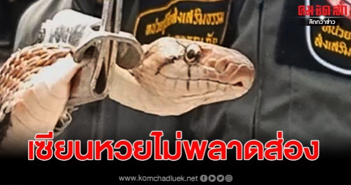 เซียนหวยตาลุกวาว งูเลื้อยระทึกบุกบ้าน อดีตราชการ เซียนหวยตาลุกวาว งูเลื้อยระทึกบุกบ้าน อดีตราชการ