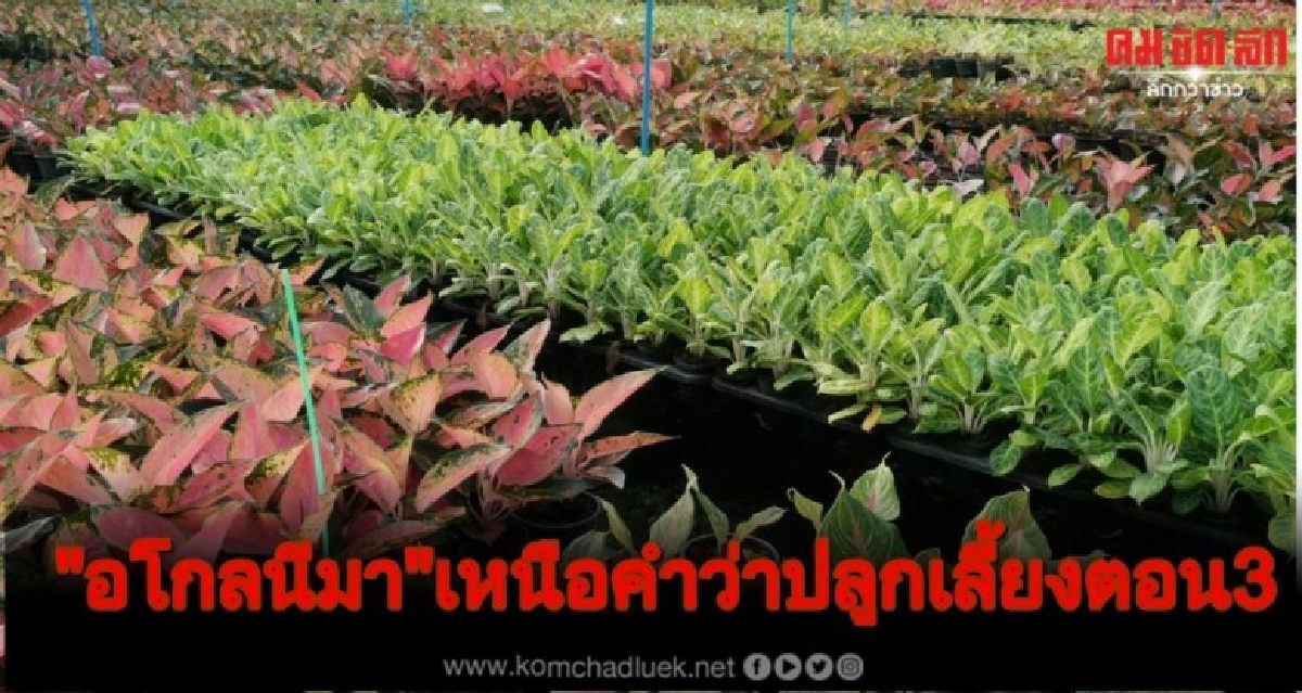 "อโกลนีมา"เหนือคำว่าปลูกเลี้ยงประดับ ตอน 3 "อโกลนีมา"เหนือคำว่าปลูกเลี้ยงประดับ ตอน 3