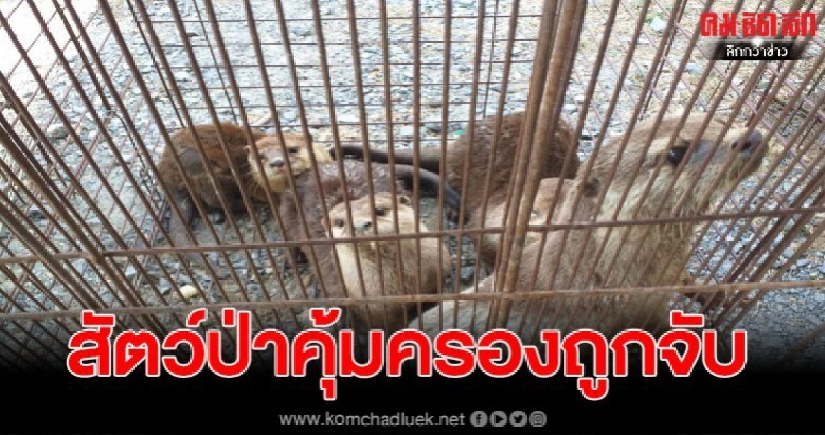 เจ้าหน้าที่ลุยช่วย สัตว์ป่าคุ้มครองถูกจับขังกรงเกือบ 50 ตัว เจ้าหน้าที่ลุยช่วย สัตว์ป่าคุ้มครองถูกจับขังกรงเกือบ 50 ตัว