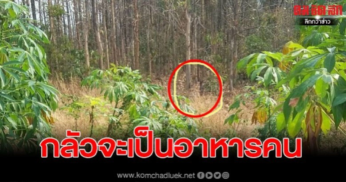 เจ้าหน้าที่ไล่จับกวางเพราะเกรงจะกลายเป็นอาหารคน เจ้าหน้าที่ไล่จับกวางเพราะเกรงจะกลายเป็นอาหารคน