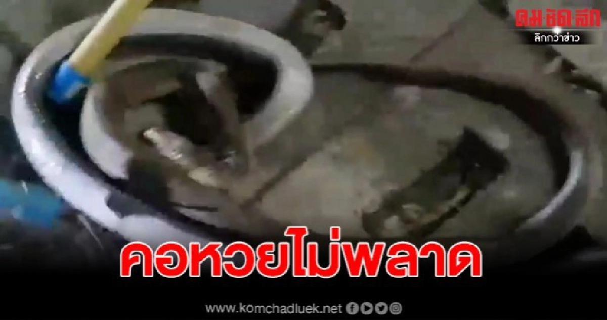 ภาพหาดูยาก งูเห่ากำลังรัดกันกลางซอบ คอหวยไม่พลาดตีเลขเด็ด ภาพหาดูยาก งูเห่ากำลังรัดกันกลางซอบ คอหวยไม่พลาดตีเลขเด็ด