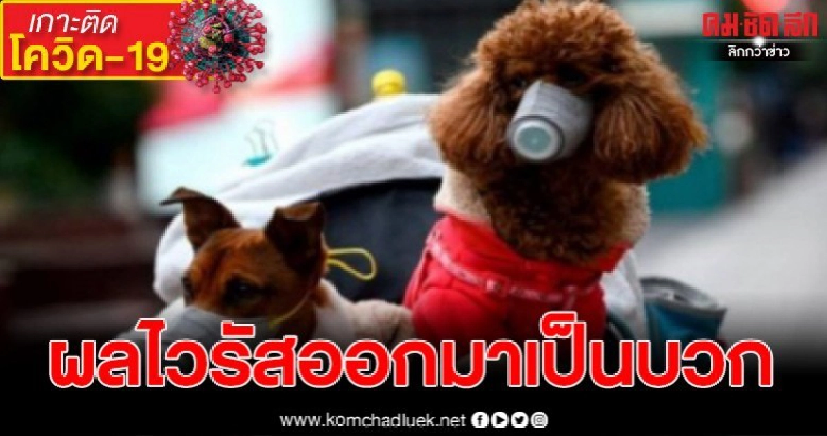 WHO เผยข้อมูลผลตรวจสุนัขฮ่องกงเป็นบวกอย่างอ่อน WHO เผยข้อมูลผลตรวจสุนัขฮ่องกงเป็นบวกอย่างอ่อน