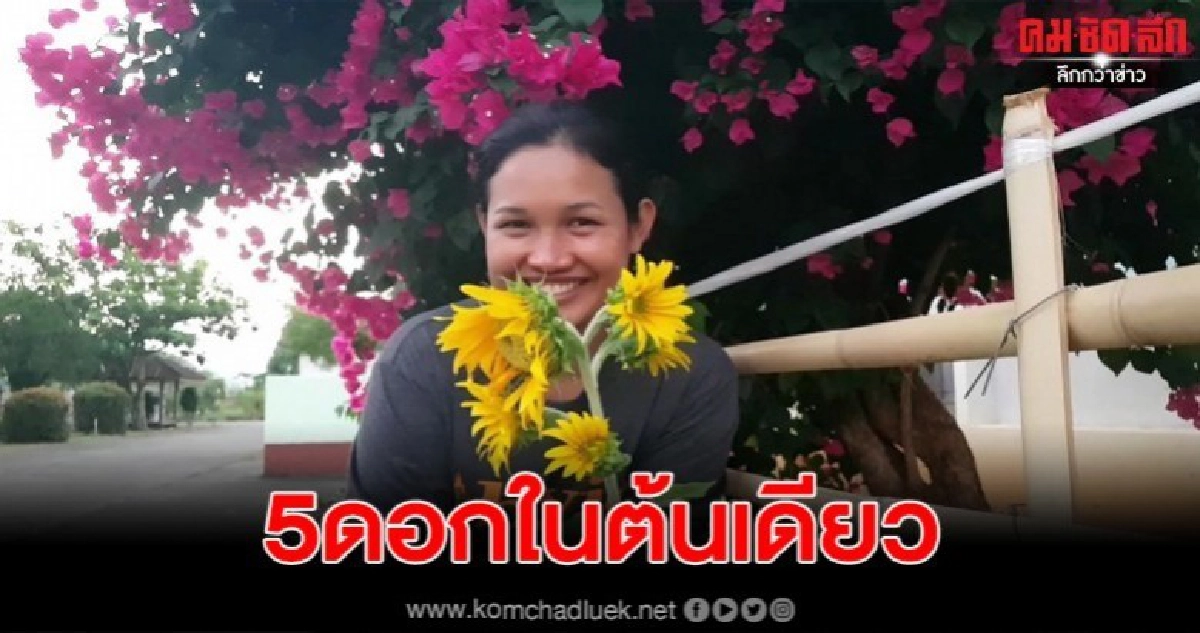 ฮือฮา ทานตะวัน ต้นเดียว ออกดอก 5 ดอก คอหวยไม่พลาดตีเลขเด็ด ฮือฮา ทานตะวัน ต้นเดียว ออกดอก 5 ดอก คอหวยไม่พลาดตีเลขเด็ด