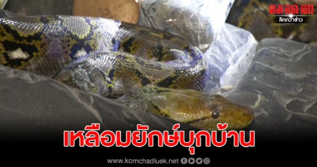 งูเหลือมยักษ์บุกบ้านทันตแพทย์สาว