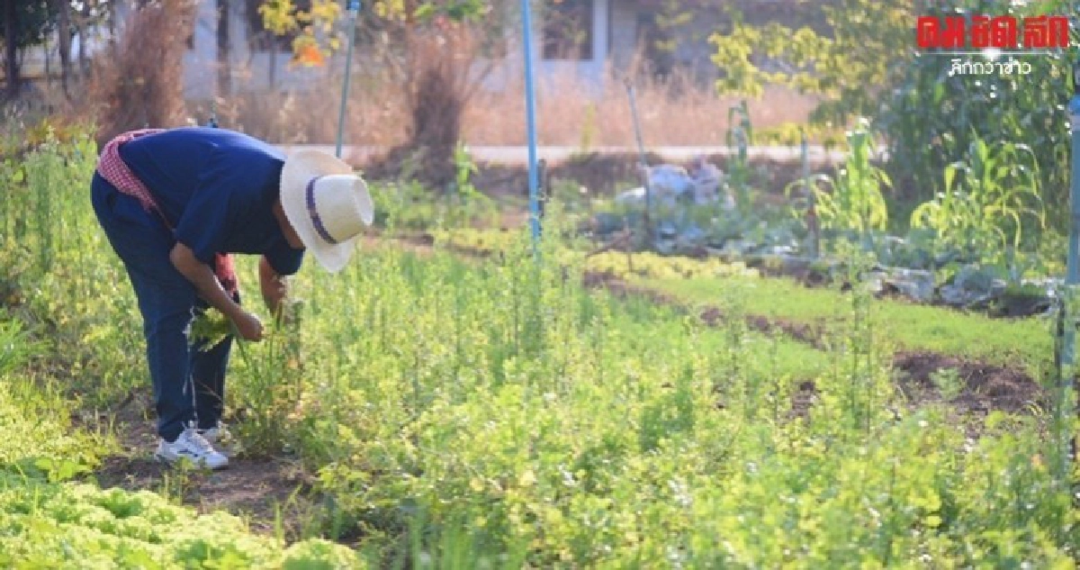 เกษตรกรซวยซ้ำ ทั้งภัยแล้ง โควิด-19 แนะศาสตร์พระราชานำทาง เกษตรกรซวยซ้ำ ทั้งภัยแล้ง โควิด-19 แนะศาสตร์พระราชานำทาง