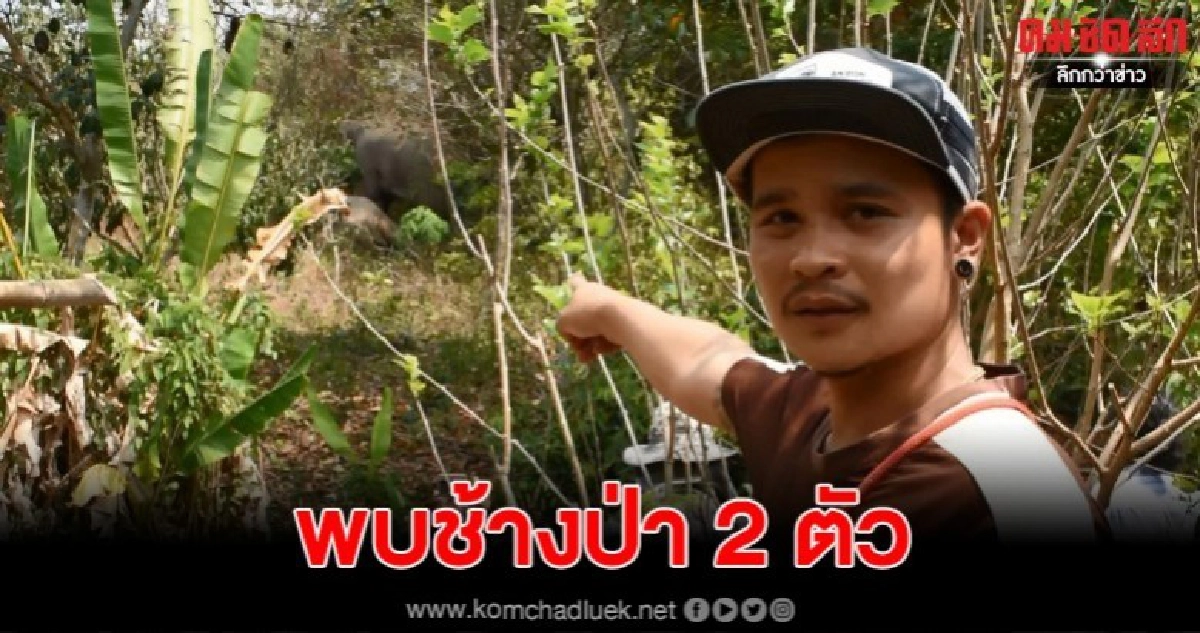 ชาวบ้านตื่นตระหนกหลังพบช้างป่า 2 ตัว ยืนนิ่งอยู่ข้างบ้าน ชาวบ้านตื่นตระหนกหลังพบช้างป่า 2 ตัว ยืนนิ่งอยู่ข้างบ้าน