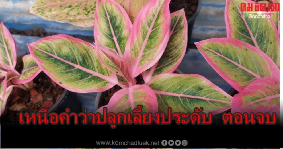 "อโกลนีมา"เหนือคำว่าปลูกเลี้ยงประดับ ตอนจบ "อโกลนีมา"เหนือคำว่าปลูกเลี้ยงประดับ ตอนจบ