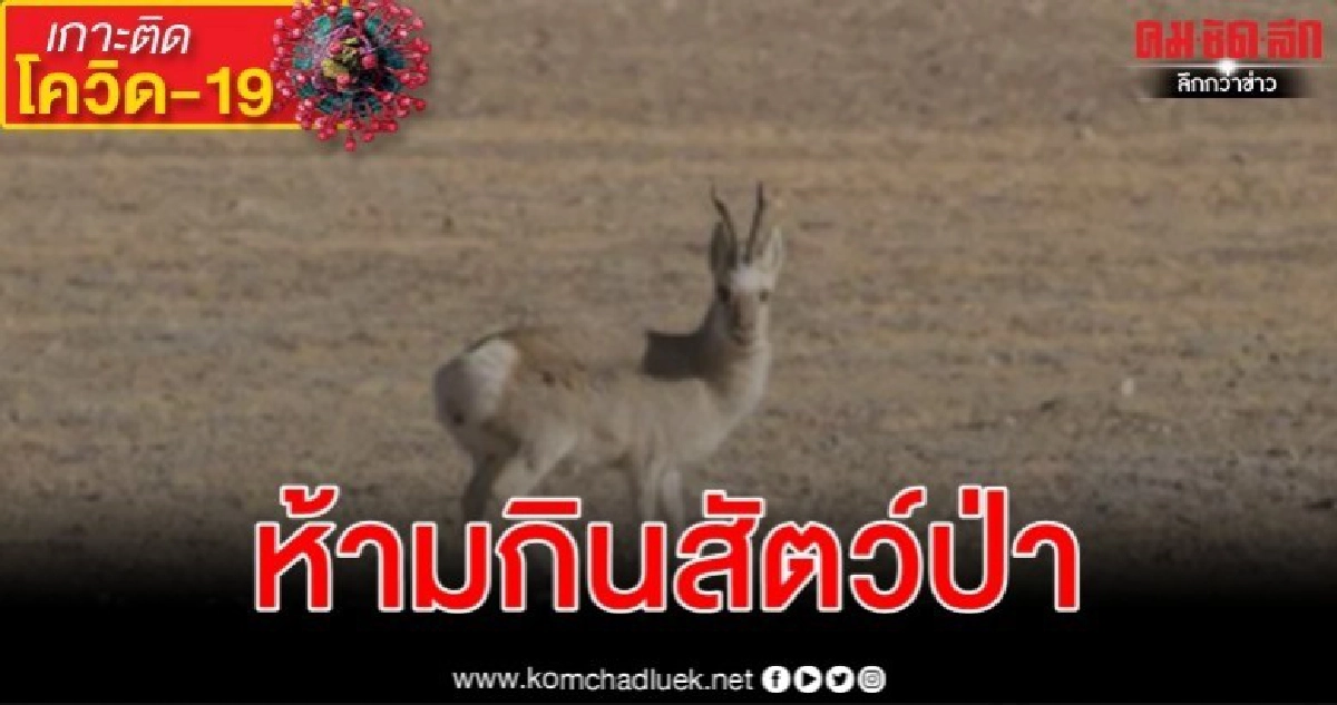 หูเป่ยห้ามกินสัตว์ป่าโดยสิ้นเชิงฝ่าฝืนเจอโทษอาญา หูเป่ยห้ามกินสัตว์ป่าโดยสิ้นเชิงฝ่าฝืนเจอโทษอาญา