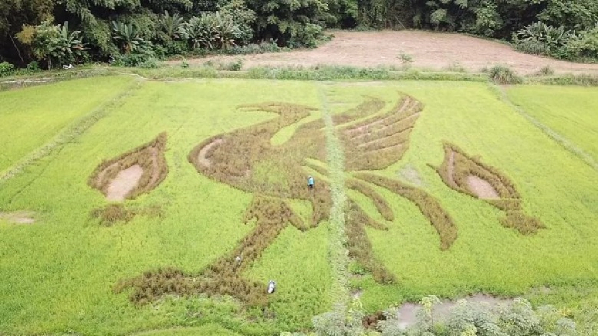 ดังระดับโลก! เดอะค็อปไทยออกแบบนาข้าวรูป 'ลิเวอร์เบิร์ด'