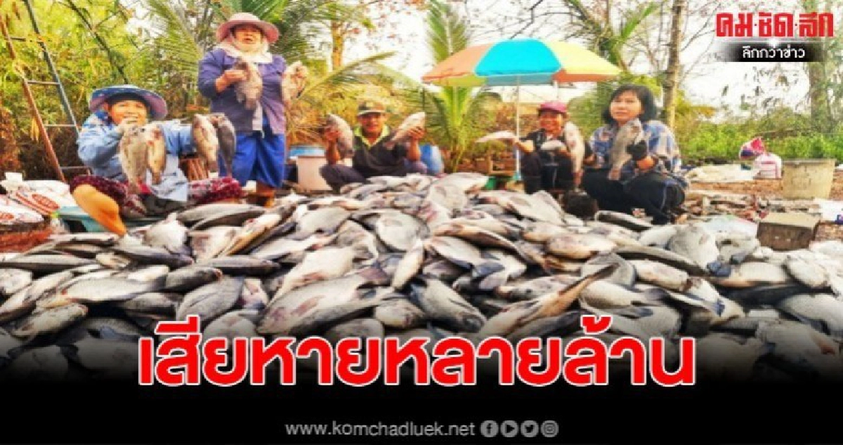 ฝนหลงฤดูทำพิษ ปลากระชังน็อกน้ำตายกว่า 100 ตัน ขาดทุนหลายล้าน ฝนหลงฤดูทำพิษ ปลากระชังน็อกน้ำตายกว่า 100 ตัน ขาดทุนหลายล้าน