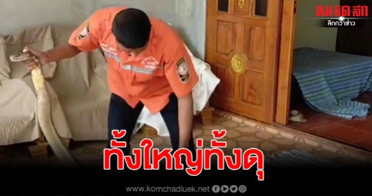 จงอางยักษ์ดุมาก เข้าไปซุกในเบาะห้องนอนชูคอสู้