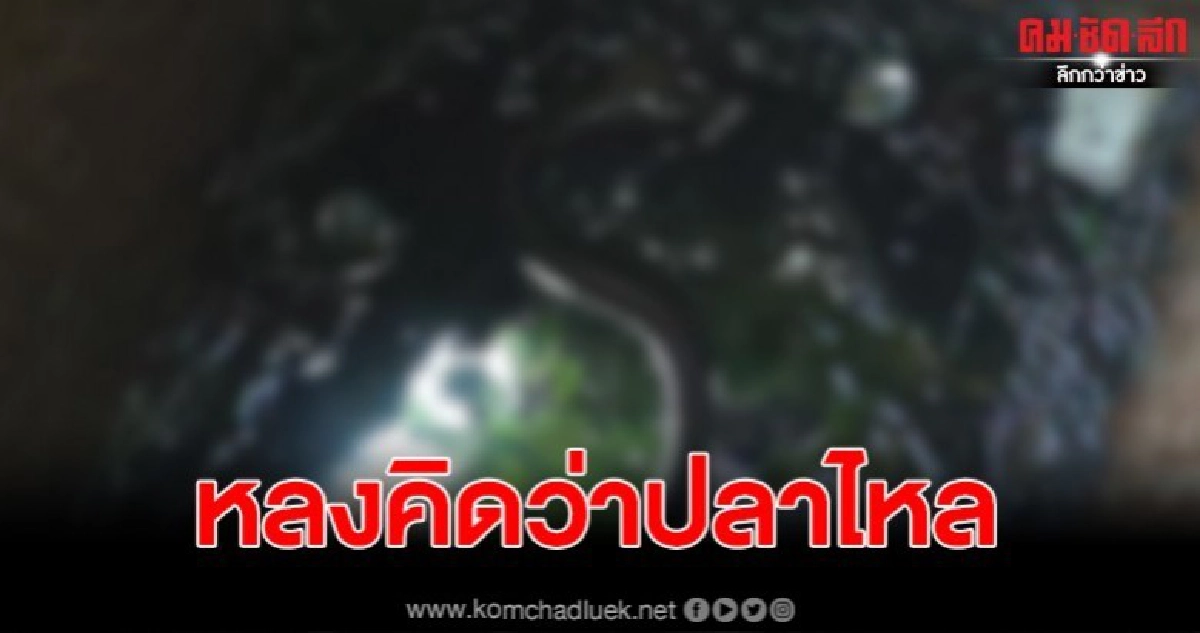 เจ้าของบ้านผวา คิดว่าปลาไหล สุดท้ายเป็นงูเห่า คอหวยไม่พลาด เจ้าของบ้านผวา คิดว่าปลาไหล สุดท้ายเป็นงูเห่า คอหวยไม่พลาด