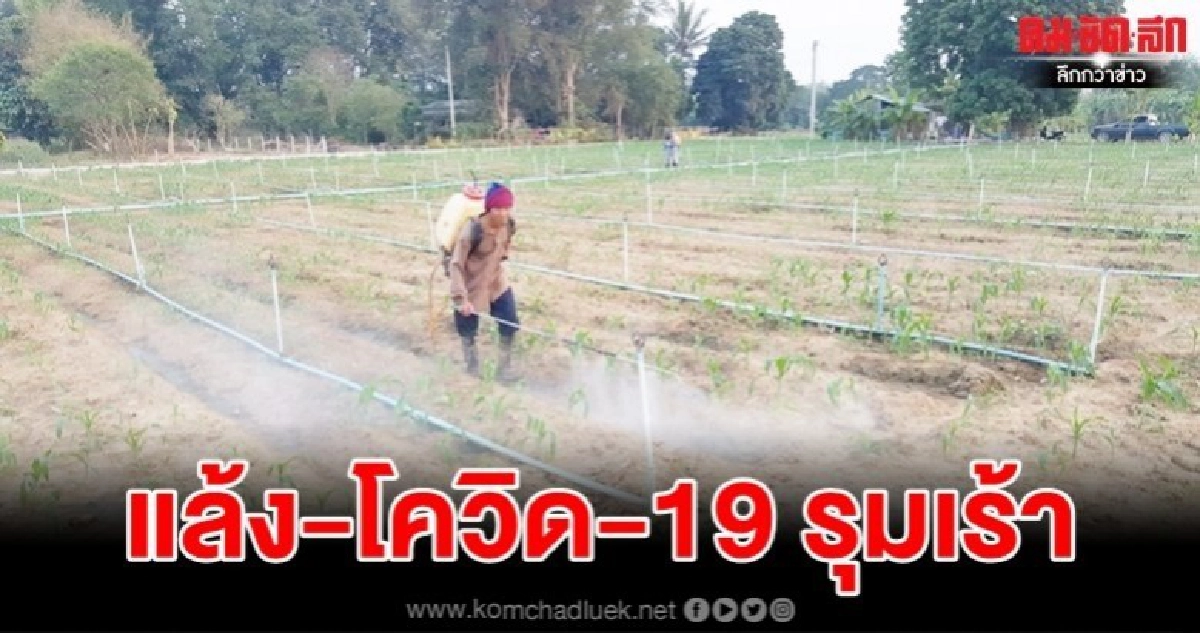 "ต้องรอด"แล้ง-โควิด-19 เล่นงาน เตือนชาวนาตั้งสติ เตรียมการ