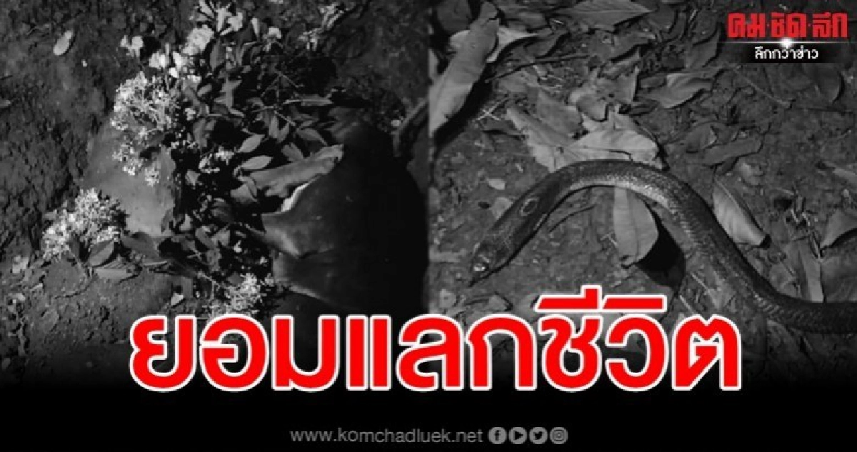 เศร้า น้องหมาสู้งูเห่าปกป้องเจ้านาย สุดท้ายถูกกัดตายทั้งคู่ เศร้า น้องหมาสู้งูเห่าปกป้องเจ้านาย สุดท้ายถูกกัดตายทั้งคู่