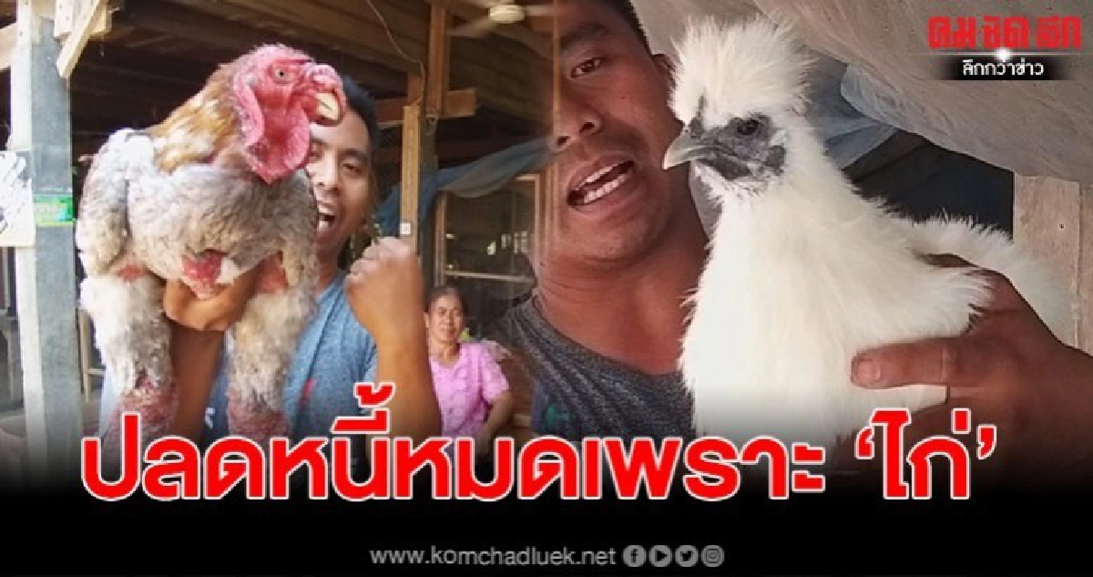 หนุ่มรองผู้จัดการฯเพาะเลี้ยง 6 ไก่สายพันธุ์แปลก ปลดหนี้ หนุ่มรองผู้จัดการฯเพาะเลี้ยง 6 ไก่สายพันธุ์แปลก ปลดหนี้