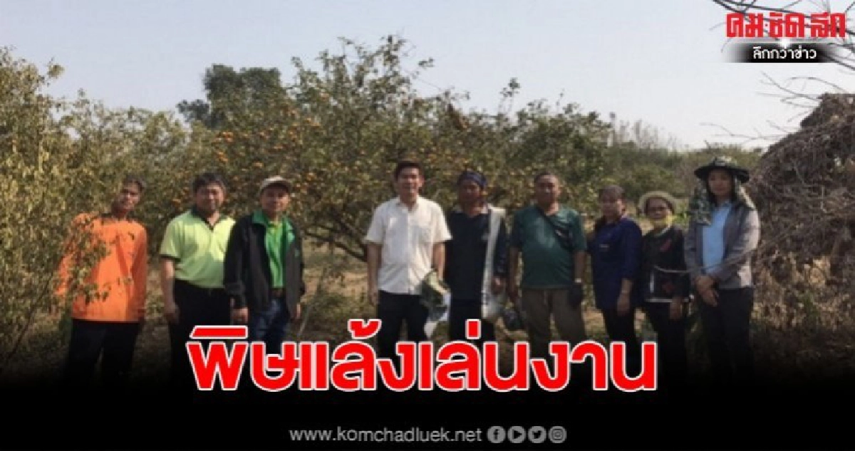 พิษแล้ง พบไม้ผลสุโขทัยเสี่ยงตายกว่า 1 หมื่นไร่ พิษแล้ง พบไม้ผลสุโขทัยเสี่ยงตายกว่า 1 หมื่นไร่