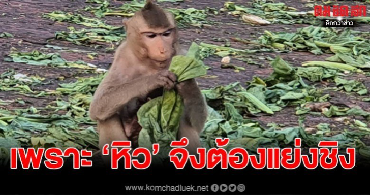 เปิดชนวนเหตุลิงลพบุรีปะทะเดือด เหตุเกิดจากความหิวโหย