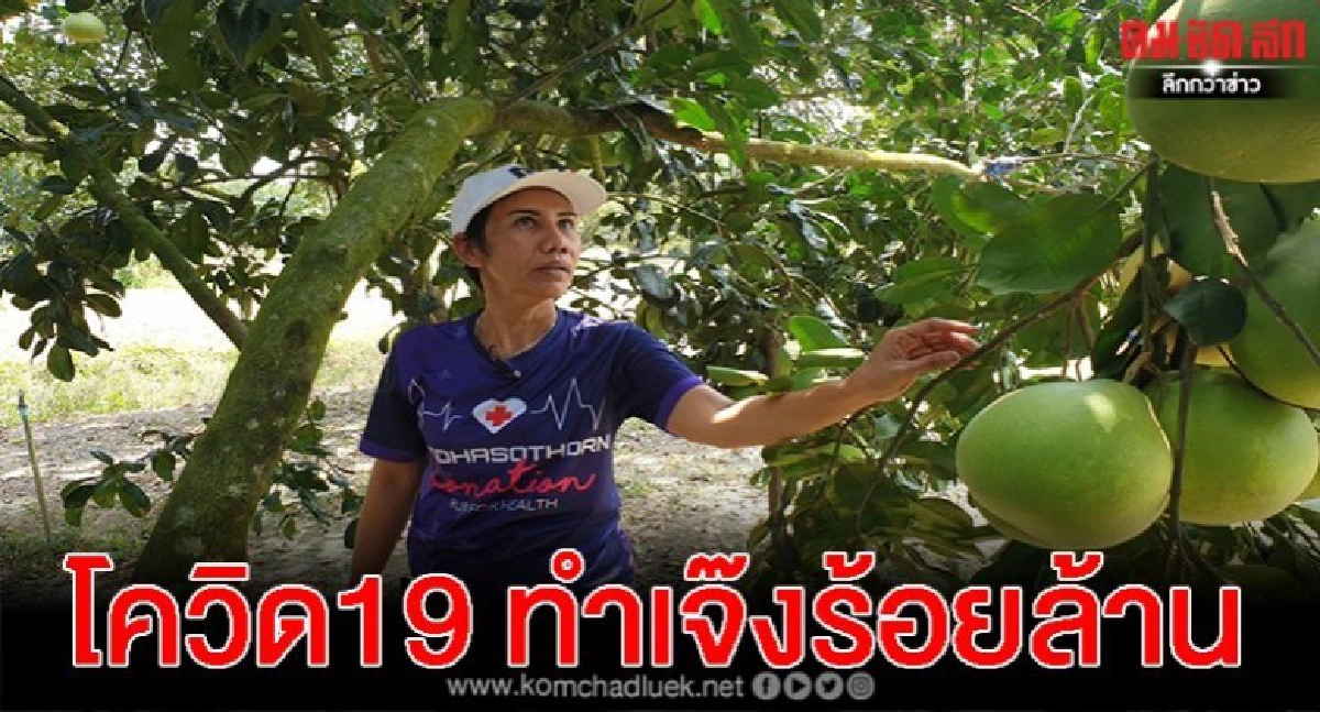 จุกหนัก โควิด19 จีนฮ่องกง งดส่งส้มโอทับทิมสยาม เจ๊งร้อยล้าน จุกหนัก โควิด19 จีนฮ่องกง งดส่งส้มโอทับทิมสยาม เจ๊งร้อยล้าน