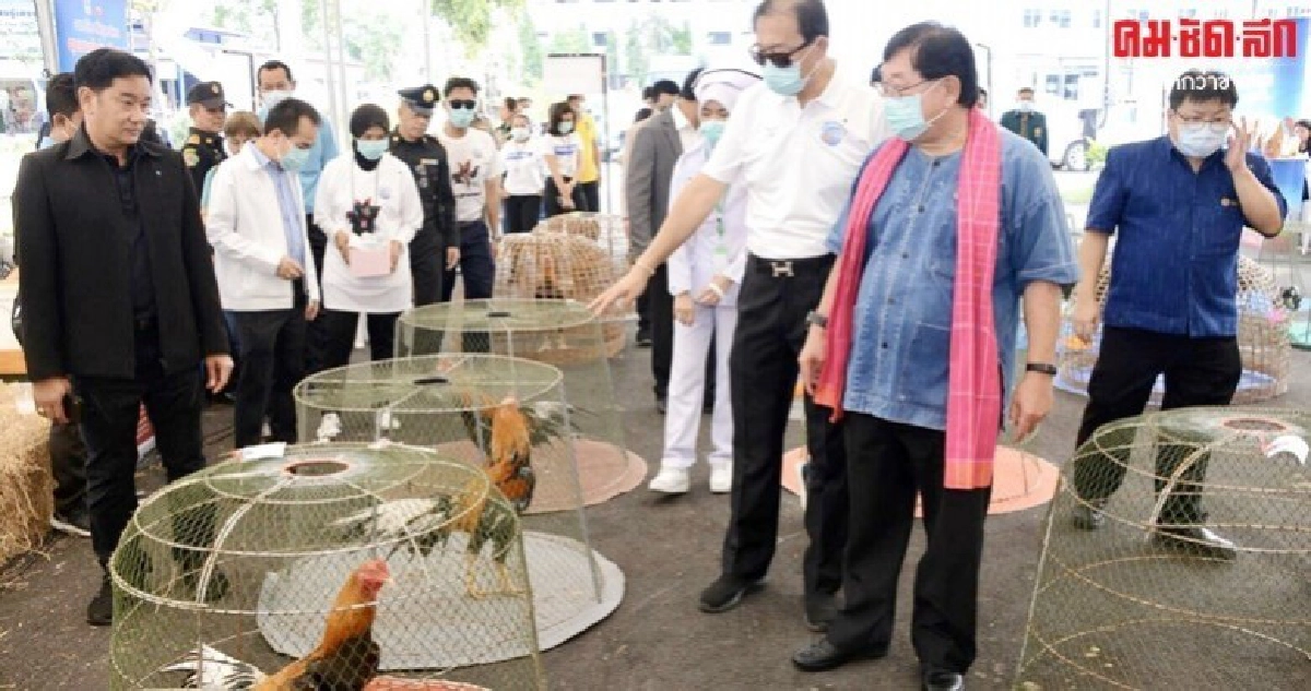 ตลาดขานรับหนุนเลี้ยงไก่พื้นบ้านสวยงามสร้างรายได้