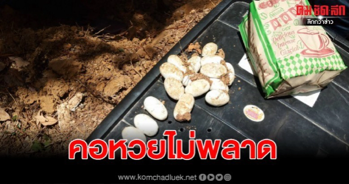 ตีเลขเด็ดก่อนโค้งสุดท้าย พบงูเห่าพร้อมไข่ 17 ฟอง