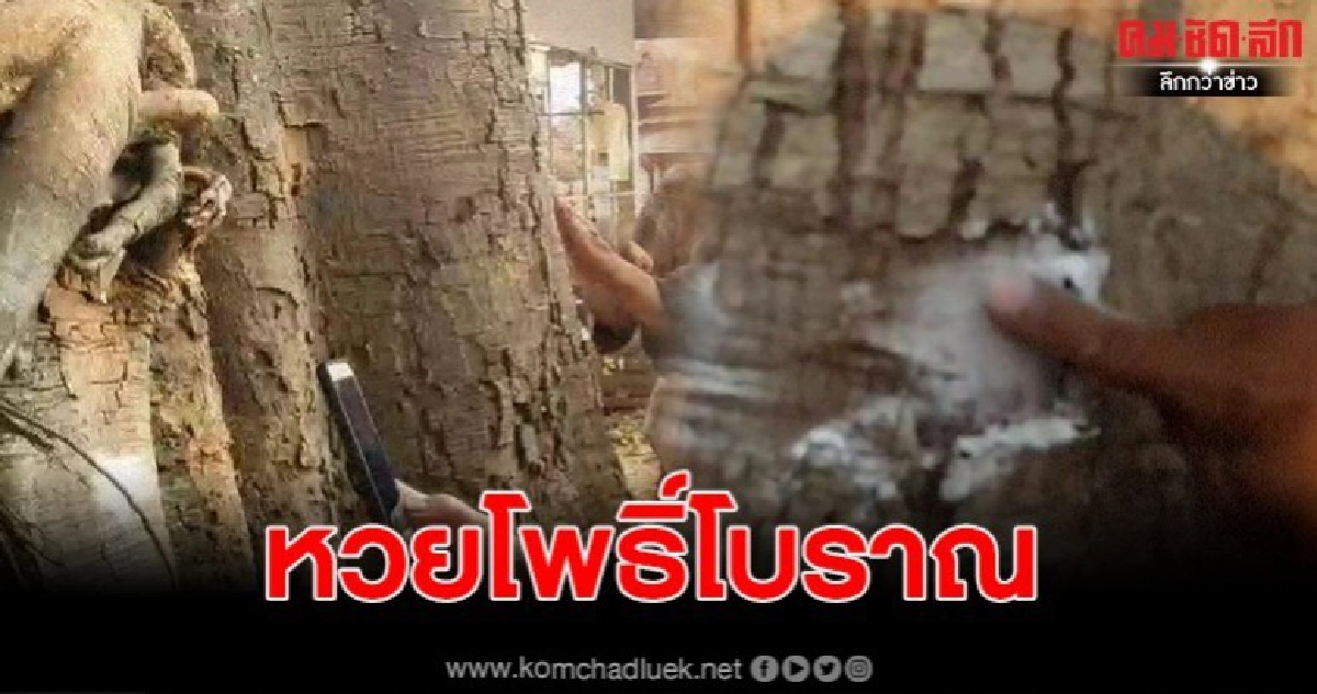 พะเยา ลูบๆ ถูๆ แห่ขอหวยต้นโพธิ์โบราณ เห็นตัวเลข จะๆ 3 ตัว 2 ตัว พะเยา ลูบๆ ถูๆ แห่ขอหวยต้นโพธิ์โบราณ เห็นตัวเลข จะๆ 3 ตัว 2 ตัว