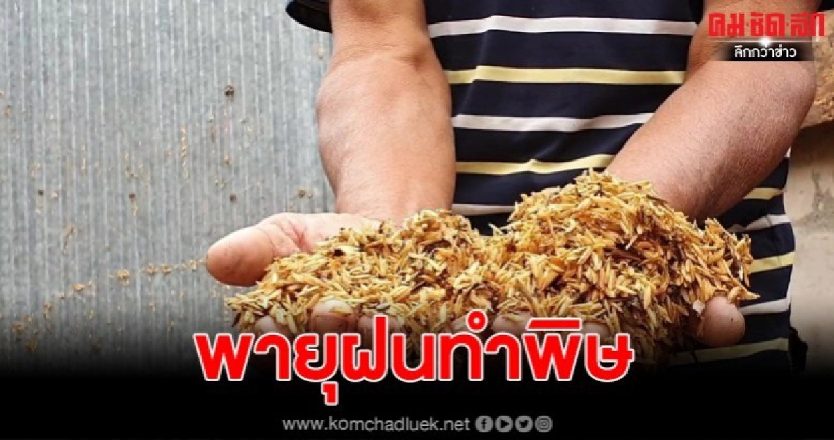 ชาวนาสุดช้ำ พายุฤดูร้อนถล่มยุ้งฉางเสียหาย ข้าวถูกน้ำเปียกโชก ชาวนาสุดช้ำ พายุฤดูร้อนถล่มยุ้งฉางเสียหาย ข้าวถูกน้ำเปียกโชก