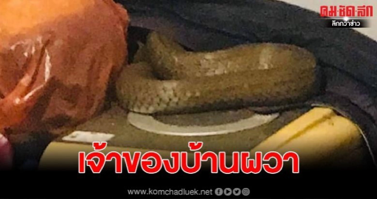 เจ้าของบ้านช็อก เจอจงอางยักษ์ยาว 4.5 เมตร นอนบนเครื่องซักผ้า