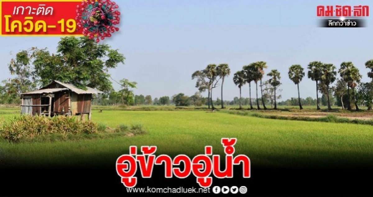 เตือน ปชช. ไม่จำเป็นกักตุน สต็อก "ข้าว" มีกินทั้งปี
