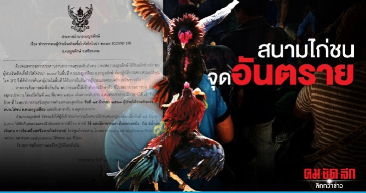จากเซียนมวยลามถึงเซียนไก่ชน ศรีสะเกษพบผู้ติดเชื้อเข้าบ่อนไก่ จากเซียนมวยลามถึงเซียนไก่ชน ศรีสะเกษพบผู้ติดเชื้อเข้าบ่อนไก่