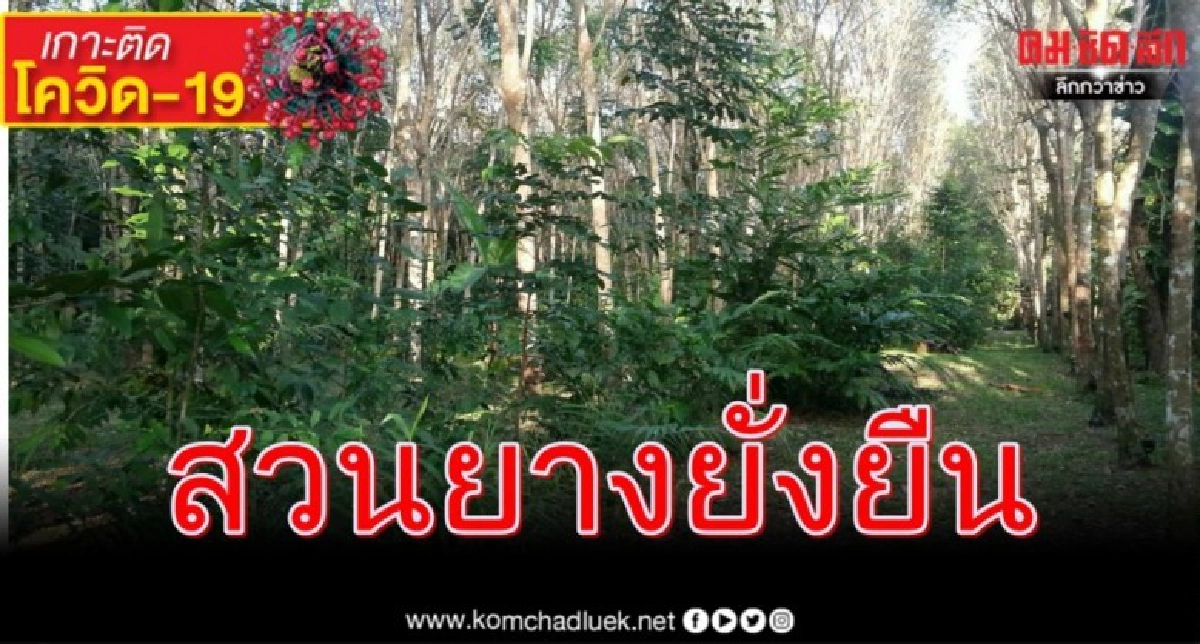  เปิดผลการศึกษา"สวนยางยั่งยืน"อีกก้าวเพื่อเกษตรกรชาวสวนยาง  