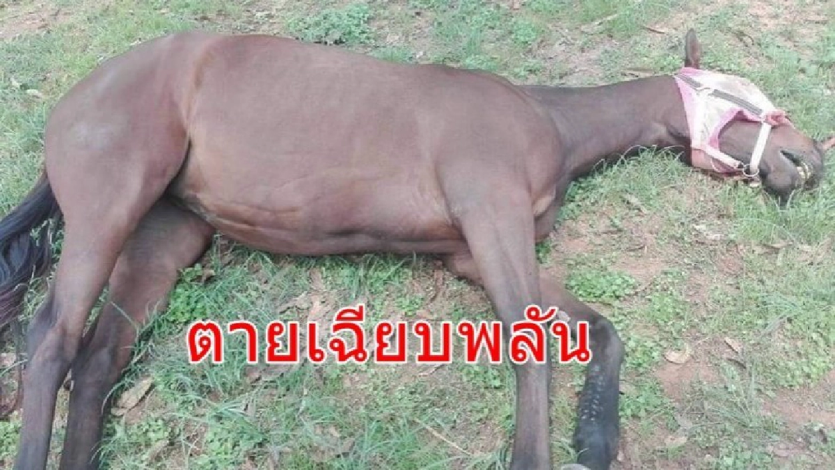 ผวา ม้าปากช่องตายเฉียบพลัน30-40ตัว ผวา ม้าปากช่องตายเฉียบพลัน30-40ตัว