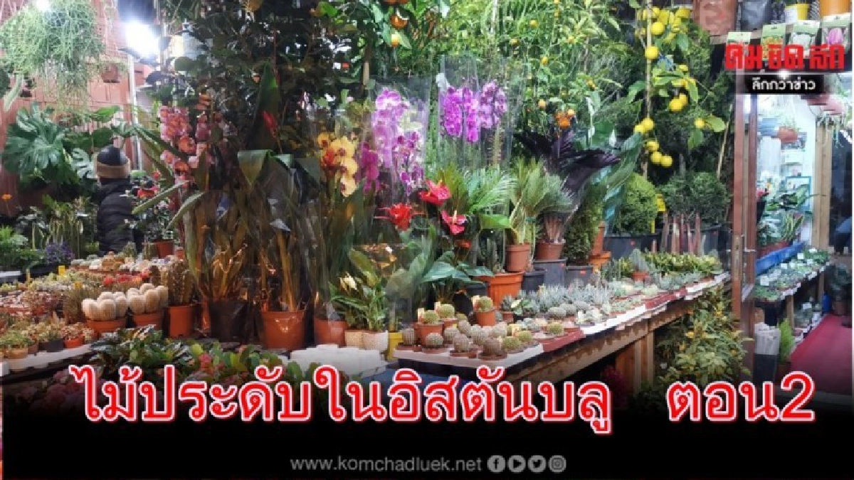 ไม้ประดับในอิสตันบลู ตุรกี ตอน2