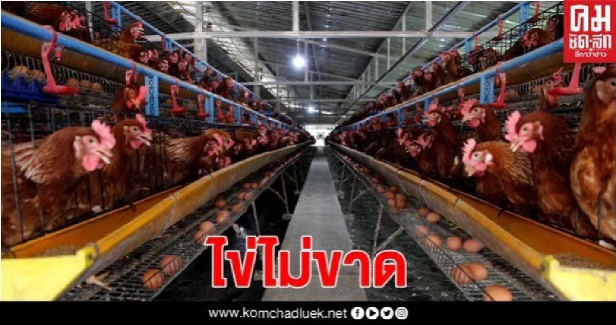 "เฉลิมชัย" มั่นใจไข่ไก่สดไม่ขาดตลาด สัปดาห์หน้าปกติ "เฉลิมชัย" มั่นใจไข่ไก่สดไม่ขาดตลาด สัปดาห์หน้าปกติ