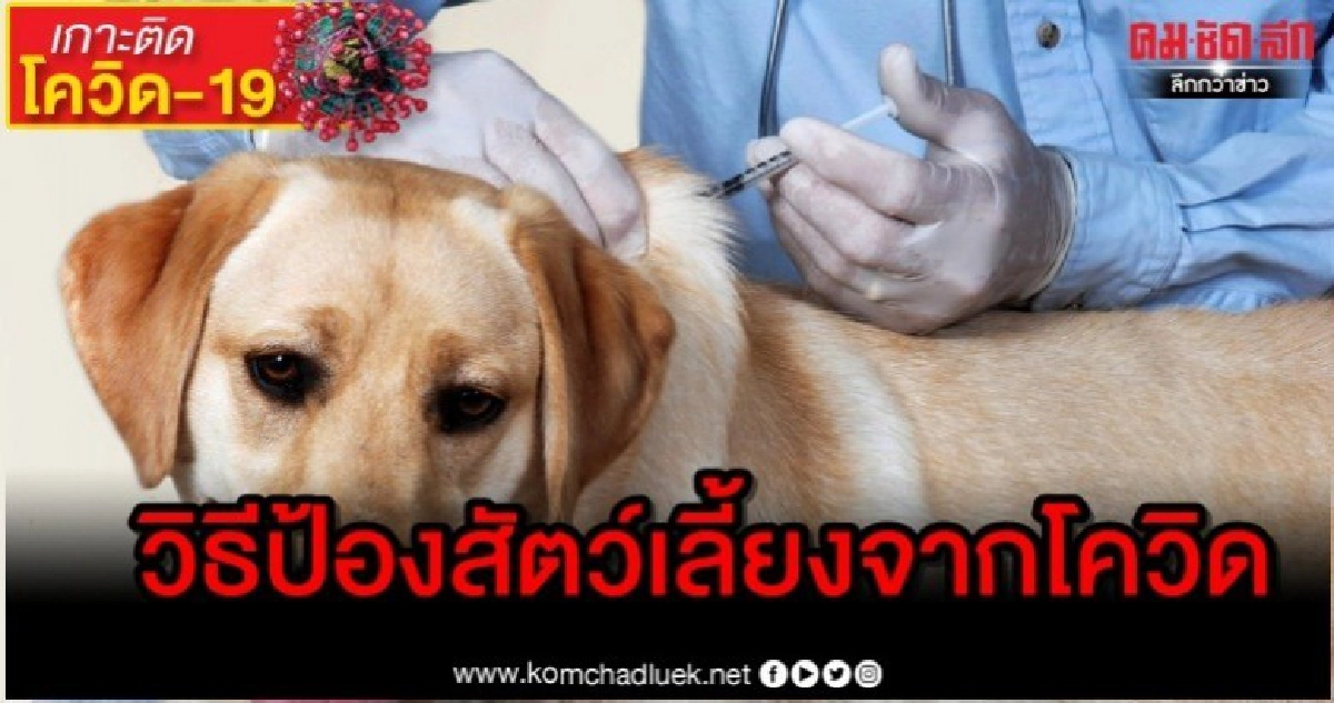วิธีป้องกันสัตว์เลี้ยงจากโควิด-19