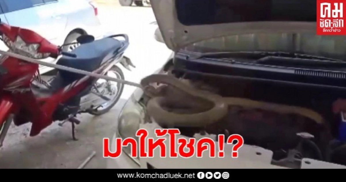 สาว รพ.สต.ผวา พบจงอางซุกกระโปรงรถ โร่แจ้ง จนท.ช่วยจับ สาว รพ.สต.ผวา พบจงอางซุกกระโปรงรถ โร่แจ้ง จนท.ช่วยจับ