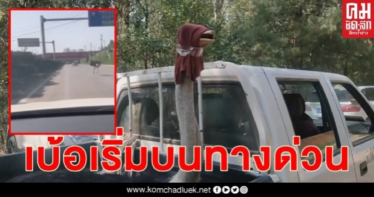 (ชมคลิป) ตำรวจคุนหมิงไล่จับนกยักษ์บนทางด่วน (ชมคลิป) ตำรวจคุนหมิงไล่จับนกยักษ์บนทางด่วน