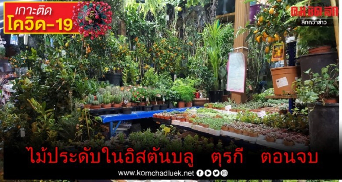 ไม้ประดับในอิสตันบลู ตุรกี ตอนจบ