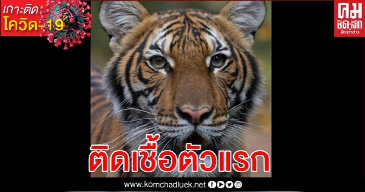 เสือสวนสัตว์นิวยอร์กติดเชื้อไวรัสโรคโควิด-19 เสือสวนสัตว์นิวยอร์กติดเชื้อไวรัสโรคโควิด-19