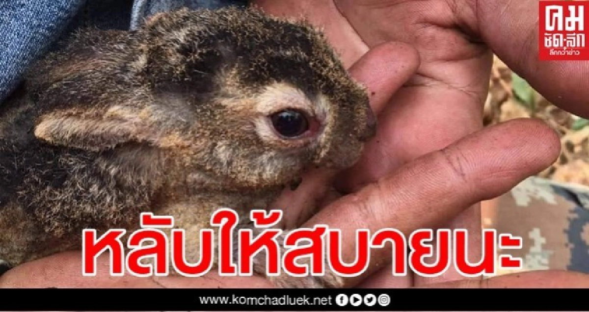 สุดยื้อ กระต่ายน้อยหนีตายจากไฟป่าเสียชีวิตแล้ว