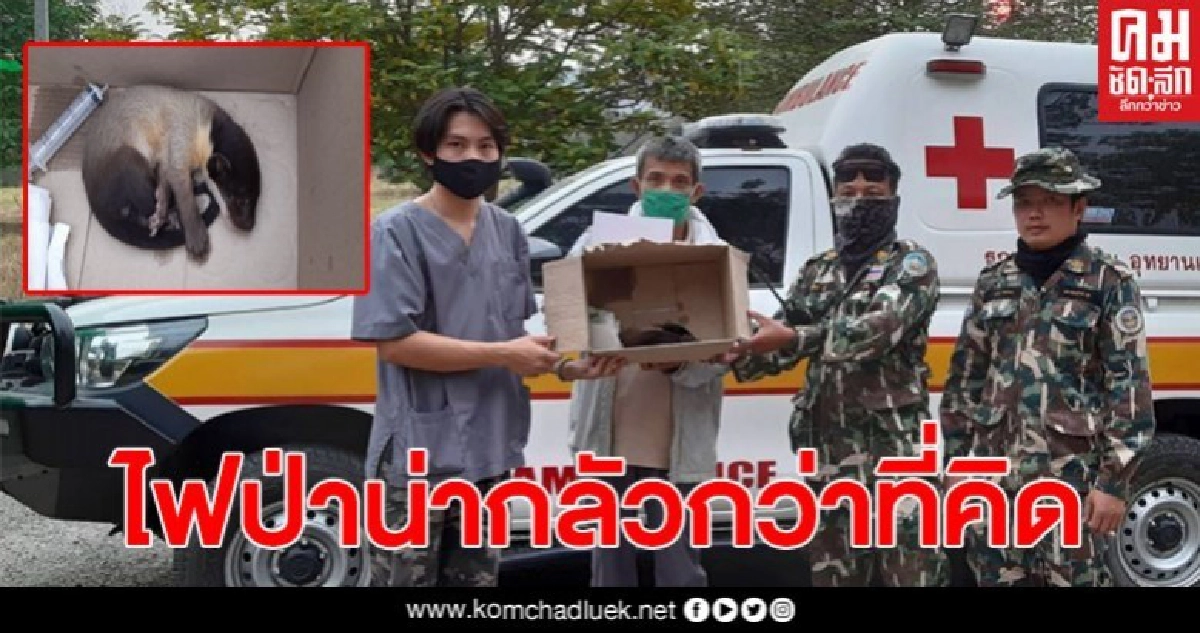 พิษไฟป่า! ทำให้สูญเสียสัตว์ป่าจำนวนมาก ล่าสุด จทน.เจอ 'ลูกหมาไม้' หนีตาย พิษไฟป่า! ทำให้สูญเสียสัตว์ป่าจำนวนมาก ล่าสุด จทน.เจอ 'ลูกหมาไม้' หนีตาย