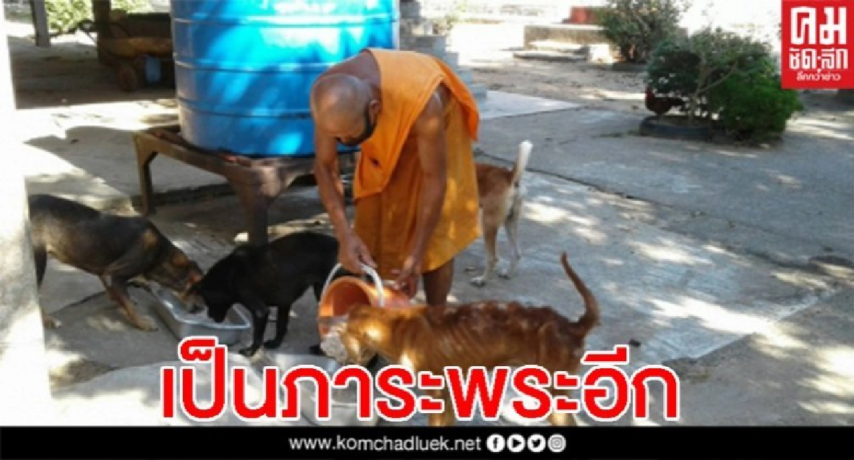 สุดเวทนา ชาวบ้านเจอพิษโควิด นำหมาแมวทิ้งวัด 